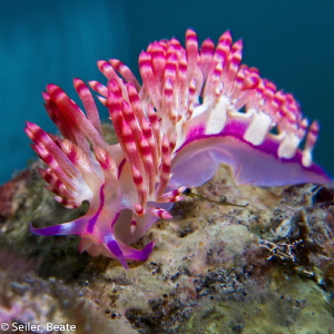 Flabellinidae taken with Canon G12 and UCL165 by Beate Seiler 